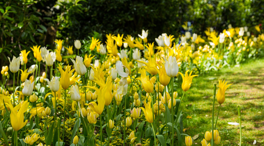 Colour 02 _ Pollen