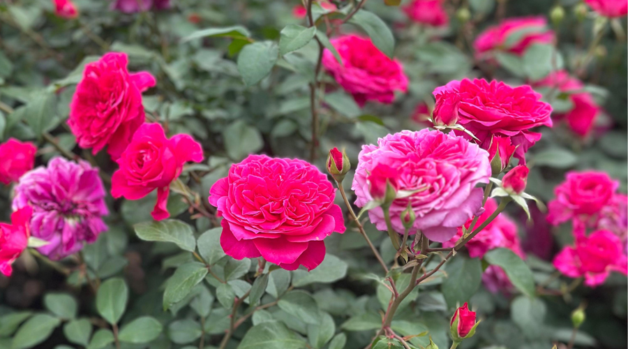 Colour 03 _ Roseburn